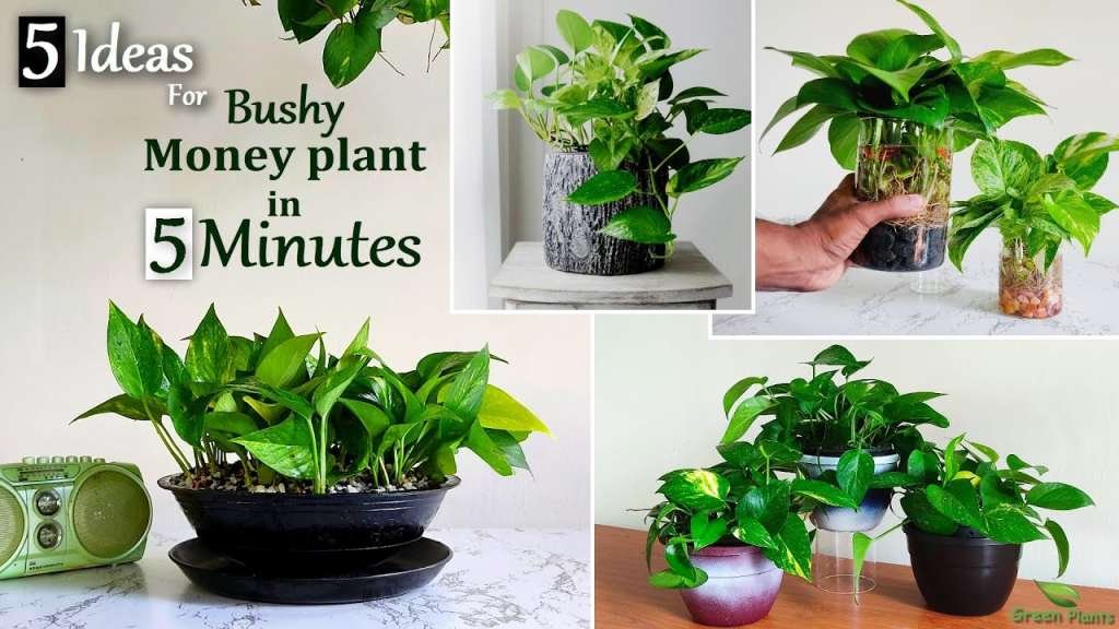 Transform Your Space in Minutes: 5 Quick Tips for Lush Money Plant Growth – Indoor Décor Ideas!